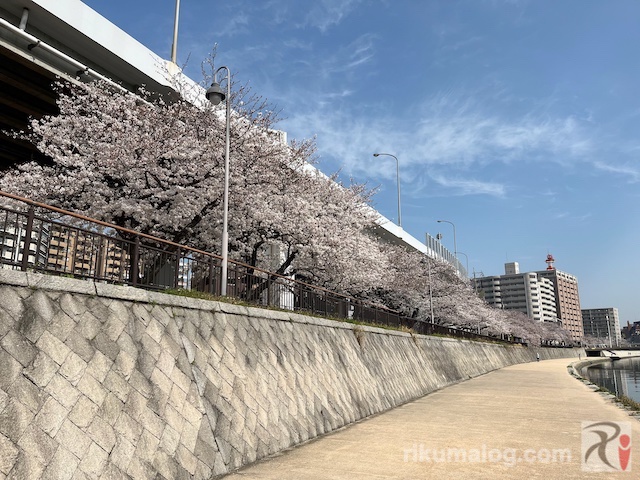 紫川遊歩道から見える桜