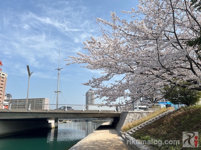 中島橋（風の端）と桜