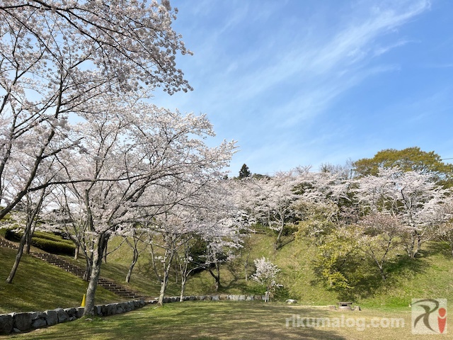 昭和池公園広場の桜