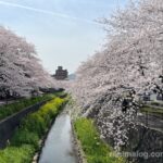 志井川沿いの桜並木