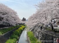 志井川沿いの桜並木