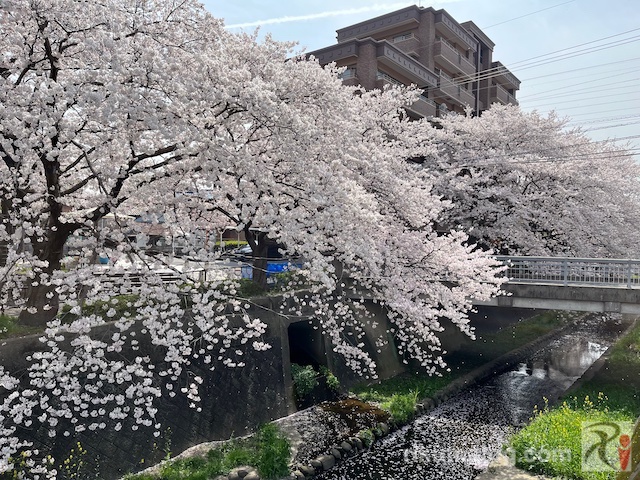 志井川沿いの桜