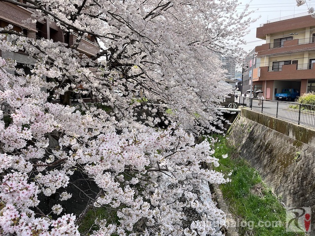 志井川沿いの桜