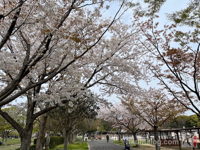 グリーンパーク・ポニー広場の桜