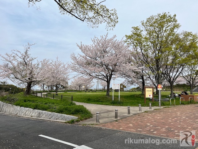 高塔山公園芝生広場の桜
