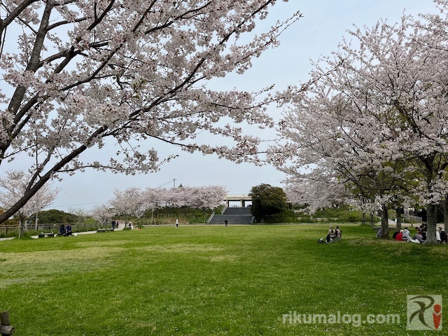 高塔山公園芝生広場の桜