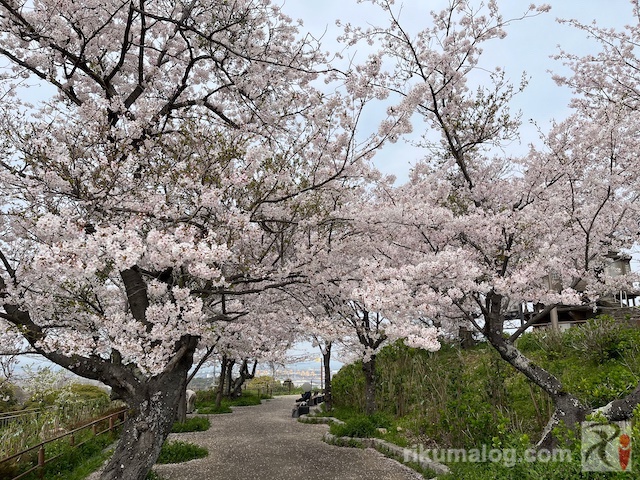 高塔山公園展望台の桜