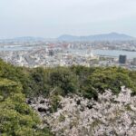 高塔山公園の桜