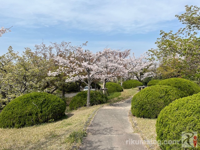 都島展望公園の桜