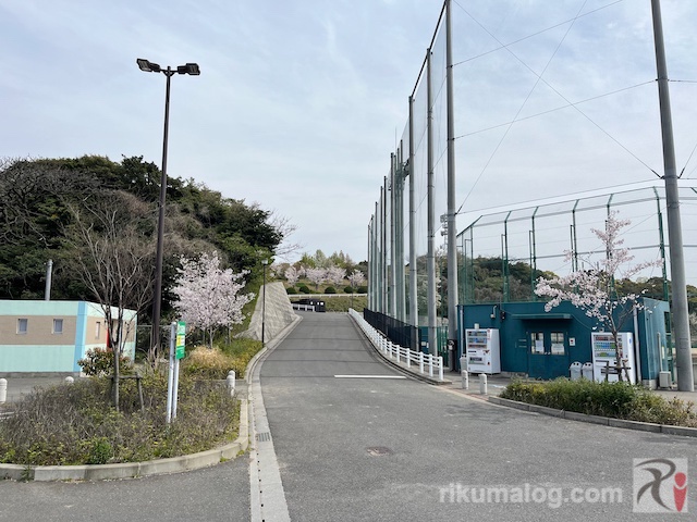 都島球場横の桜