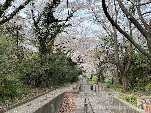 都島展望公園階段の桜