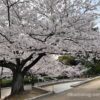夜宮公園の桜