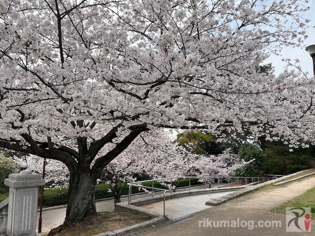 夜宮公園の桜