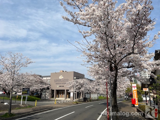 八幡高見郵便局周辺の桜