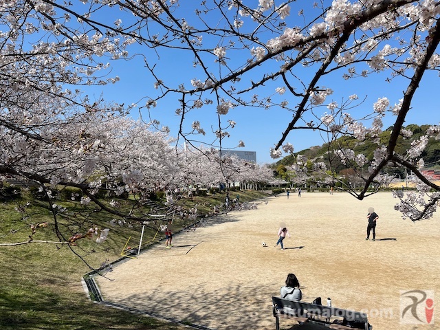 県営中央公園多目的グラウンドの桜
