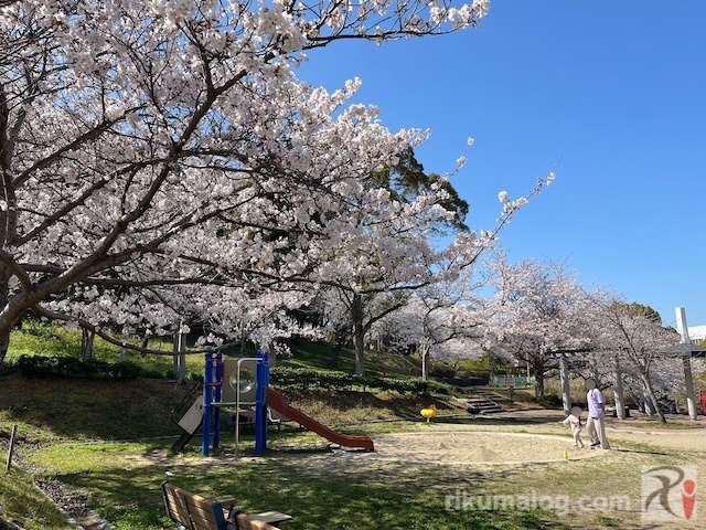 県営中央公園多目的グラウンドの桜