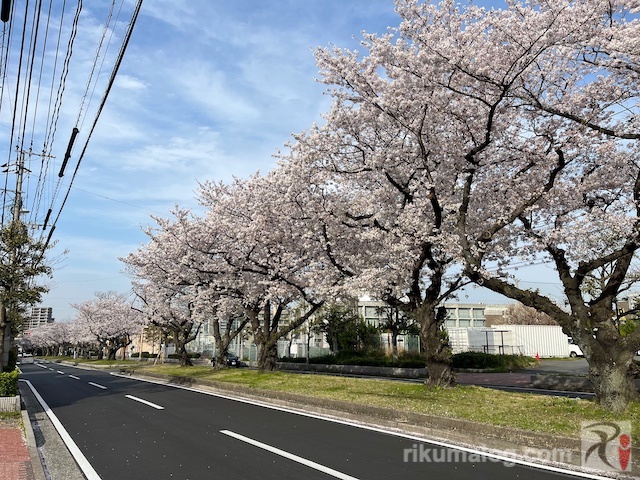 前田さくら通りの桜