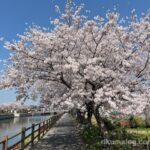金山川沿いの桜