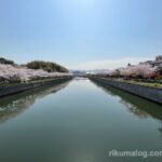 金山川沿いの桜
