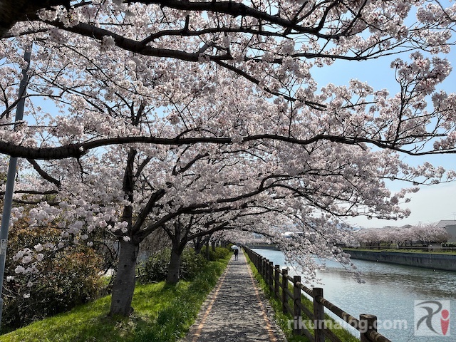 桜が頭上近くにある遊歩道