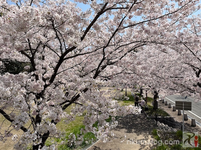 皇后崎公園・南側エリアの桜