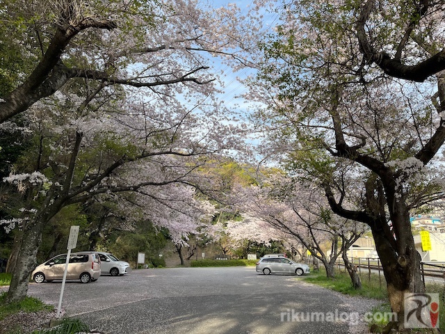 河頭山公園入口駐車場の桜