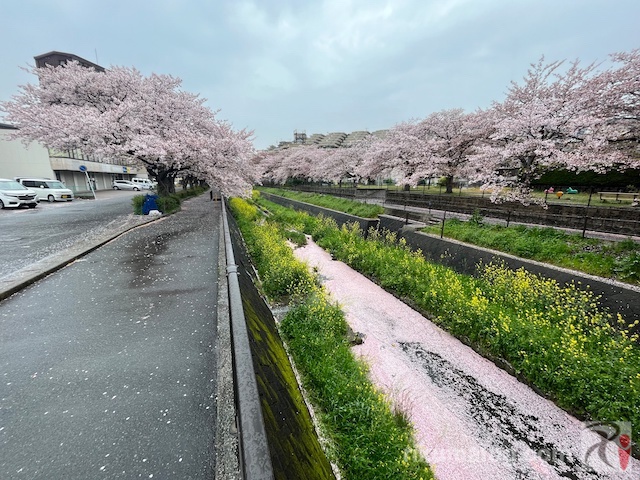 桜の花びらでピンク色に染まった志井川