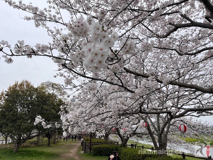 チューリップフェア会場の桜並木